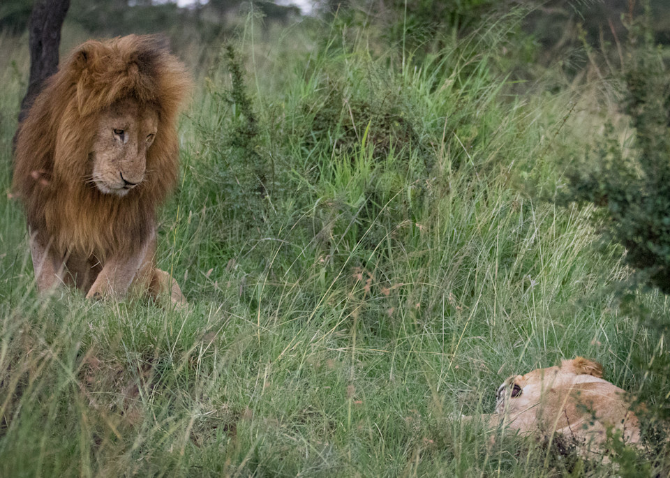 Male lion begging female to mate photo by Barb Gonzalez Photography