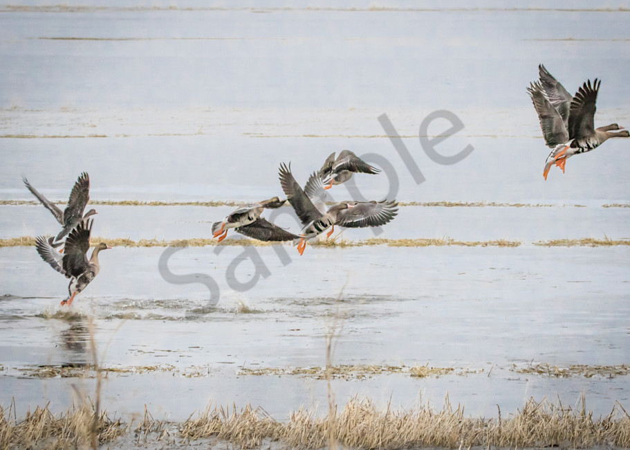 White Fronted Geese Takeoff Photography Art | Barb Gonzalez Photography