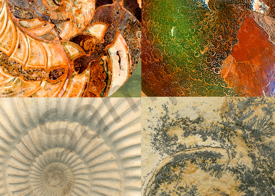 Four Macro Fossil Ammonites