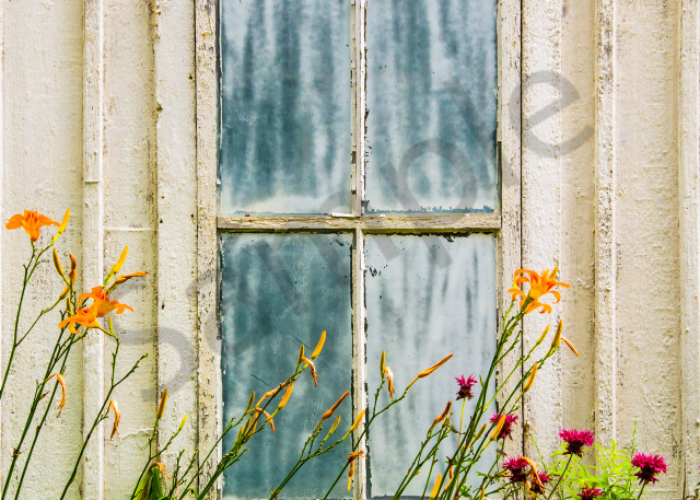 Fine art photograph of orange and purple flower in front of old bluish window