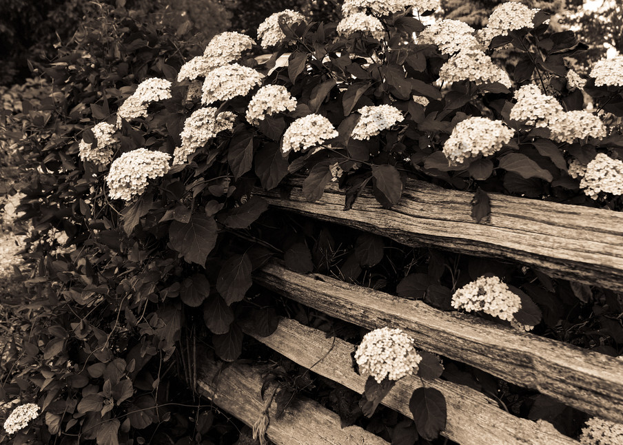 Black & white floral photograph of Hydrangeas on a Cedar fence | For Sale as Fne Art | Sage & Balm Photography