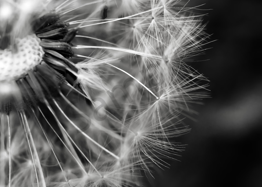 Abstract black & white photograph of dandelion fluff for sale as fine art by Sage & Balm