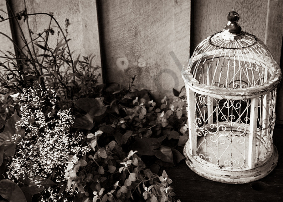 Rustic black & white photograph of an antique birdcage for sale as fine art by Sage & Balm