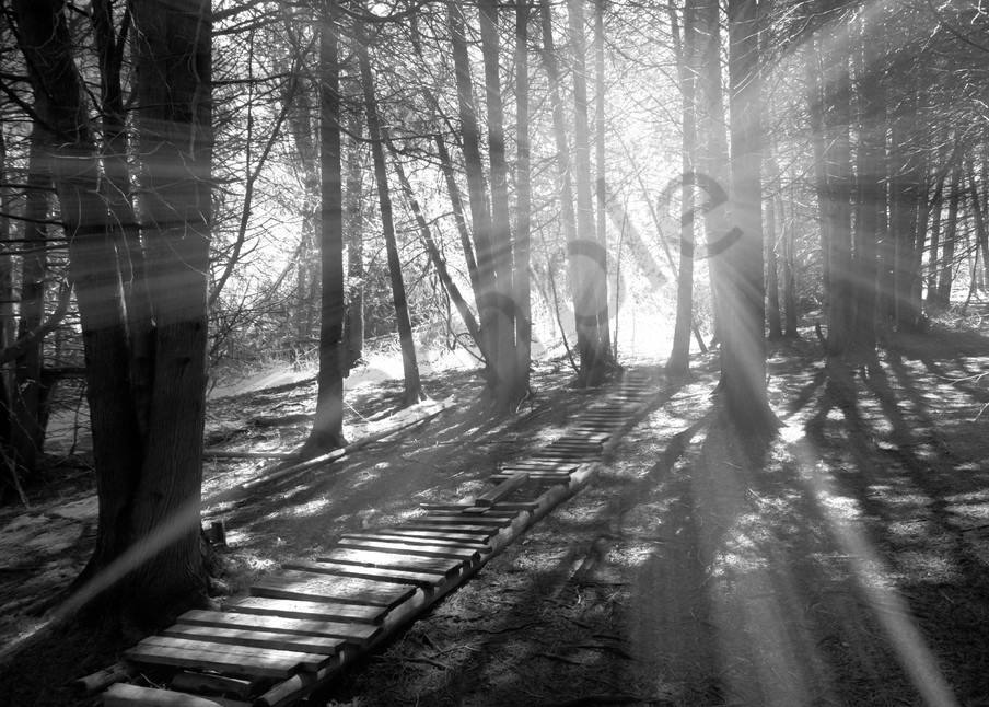Black & white photograph of light rays through the forest for sale as fine art by Sage & Balm