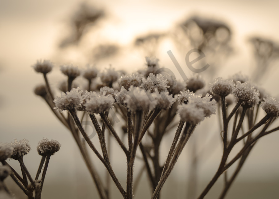 Conceptual & abstract floral macro photograph of frost on yarrow flowers in a winter sunset, for sale as fine art by Sage & Balm