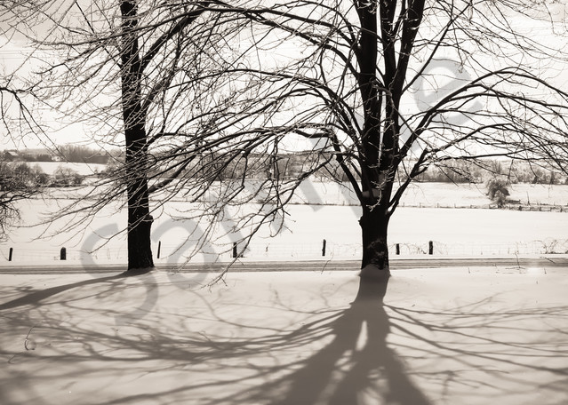 Black & white photograph of a Maple tree casting a shadow in winter, for sale as fine art by Sage & Balm