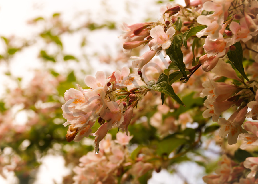 Floral photograph of pale pink abelia Honeysuckle blossoms, for sale as fine art by Sage & Balm