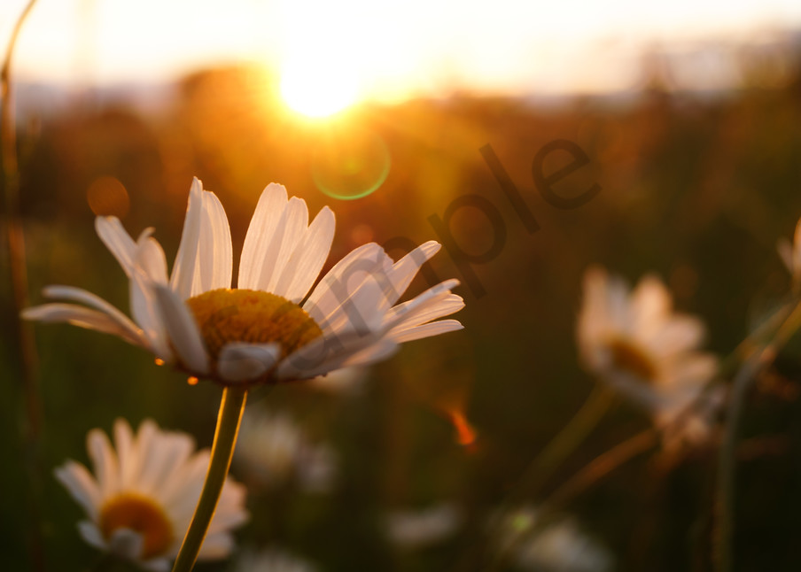 Floral photograph of daisy flowers at sunset, for sale as fine art by Sage & Balm