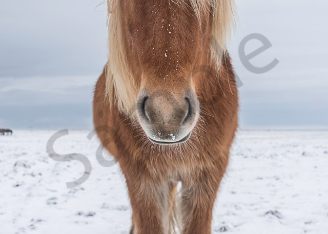 Art photograph of Icelandic brown horse with snow on its hairy mane facing camera