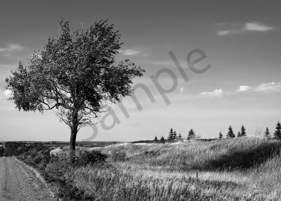 Tree in rural Ontario photograph in black & white for sale as fine art | Sage & balm Photography