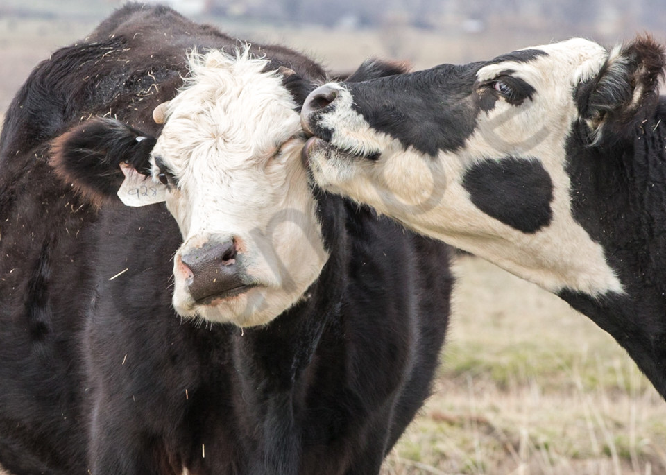 Kissing Cows Photography Art | Barb Gonzalez Photography