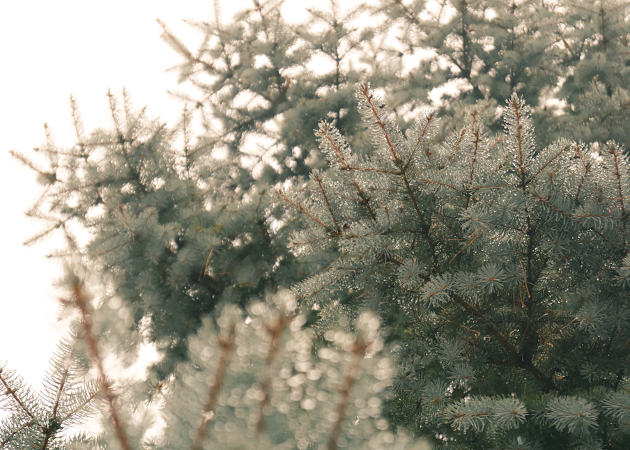 Abstract & conceptual nature photograph of a blue spruce covered in water drops on a foggy winter day, for sale as fine art by Sage & Balm 