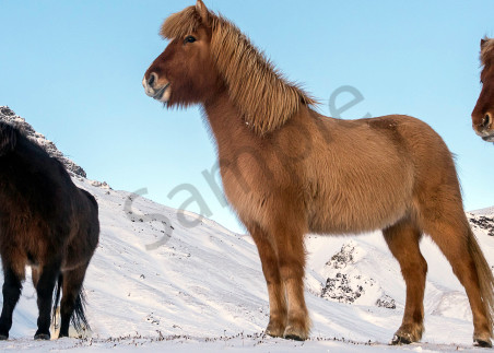 Panorama of three Icelandic horses in the snow, photograph as art