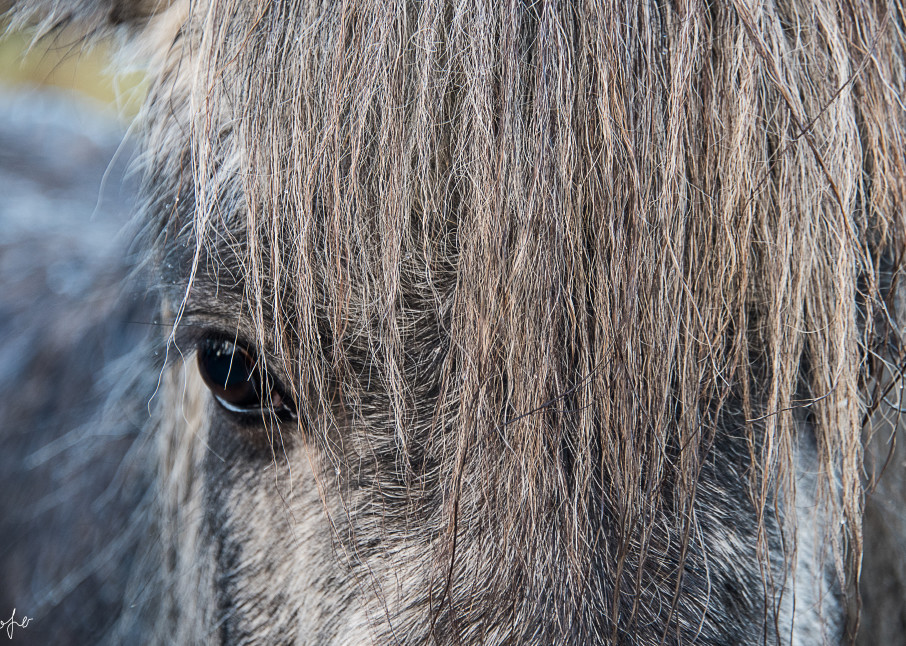Gray Icelandic horse from the front with only one eye visible in fine art photograph