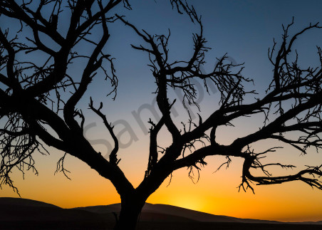 Panorama of old silhouetted tree at sunset, Namibia, photograph art