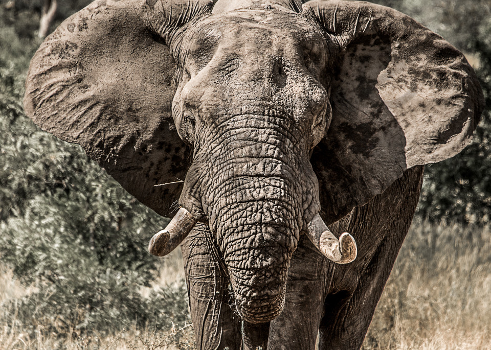 An African bull elephant with big tusks facing camera, in photograph art