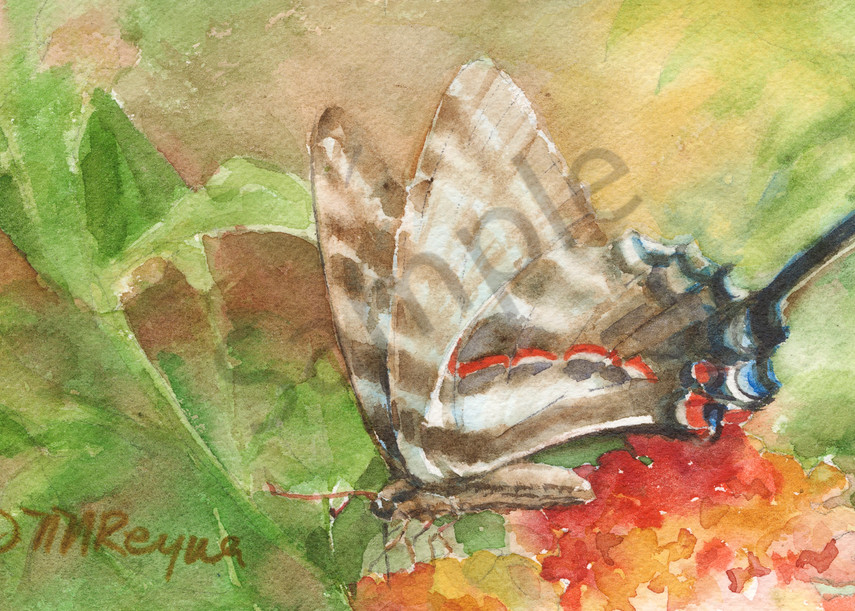Zebra Swallowtail Art | Nancy Reyna Fine Art