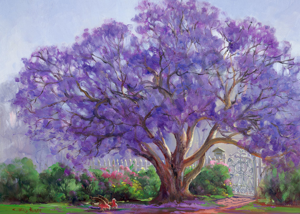 The Jacaranda