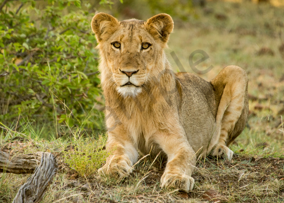 Young lion on the ground with African bush behind it in photograph art.