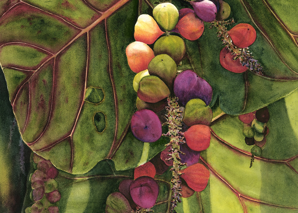 tropical, art, prints, sea grapes