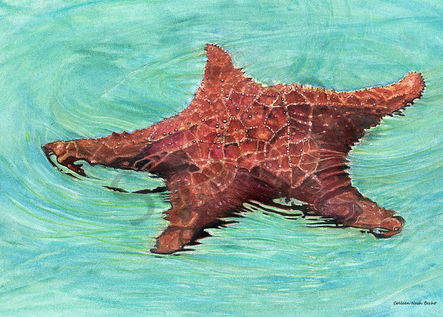 Sea Star / Star Fish Art | ColleenNashBecht