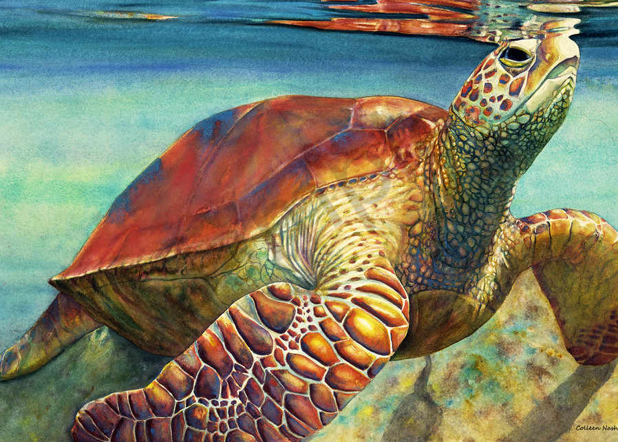 Surface To Air Sea Turtle Art | ColleenNashBecht