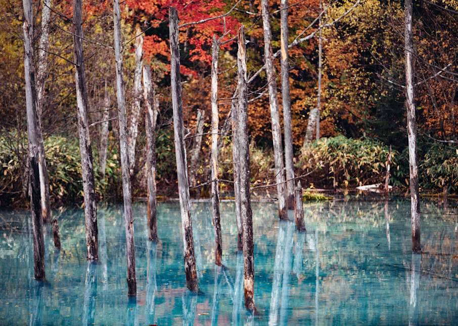 Blue lake and red trees photograph.