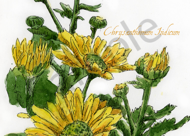 Nov   Chrysanthemum Art | Geoffrey Butz Art & Design Inc