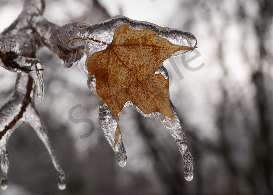 Icy Maple Photography Art | Sage & Balm Photography