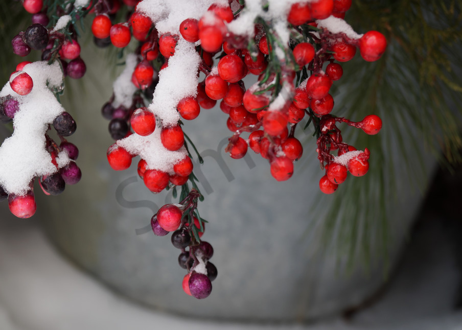 Berries And Boughs Photography Art | Sage & Balm Photography