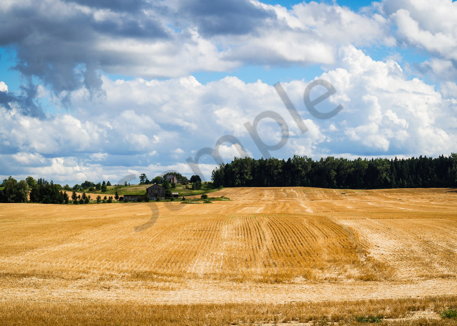 Summer Wheat Fields Photography Art | Sage & Balm Photography