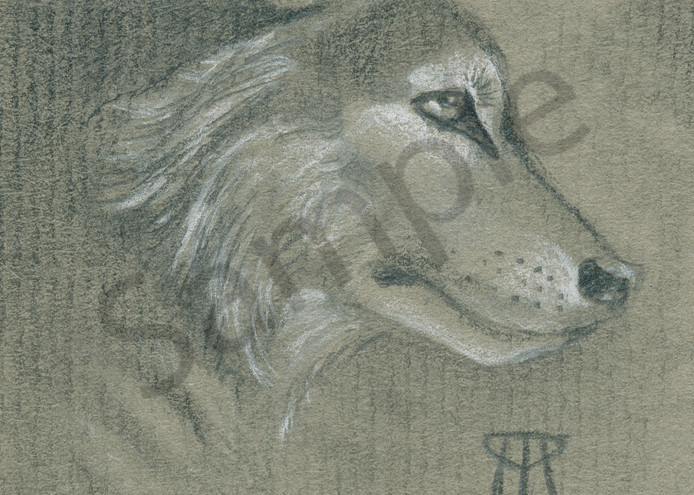Small drawing by Melissa A Benson of a timber wolf in profile.