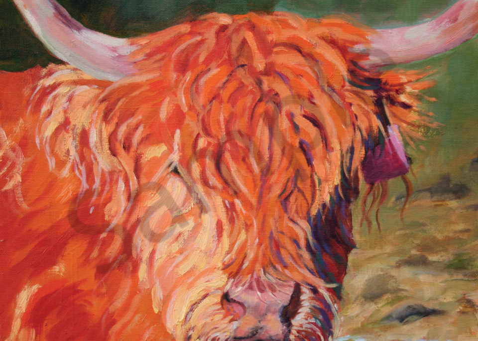 Highland, cow, shaggy