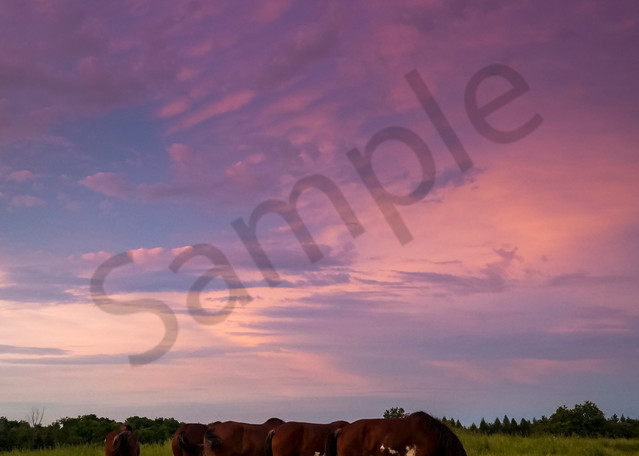 Grazing At Sunset Photography Art | Sage & Balm Photography