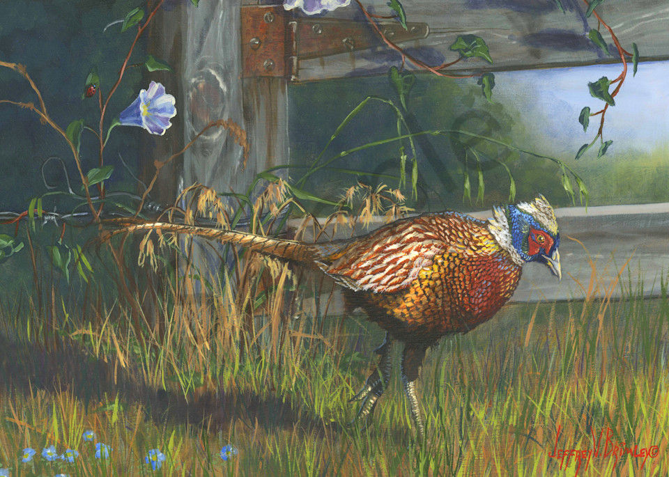 Ringneck Pheasant farm print