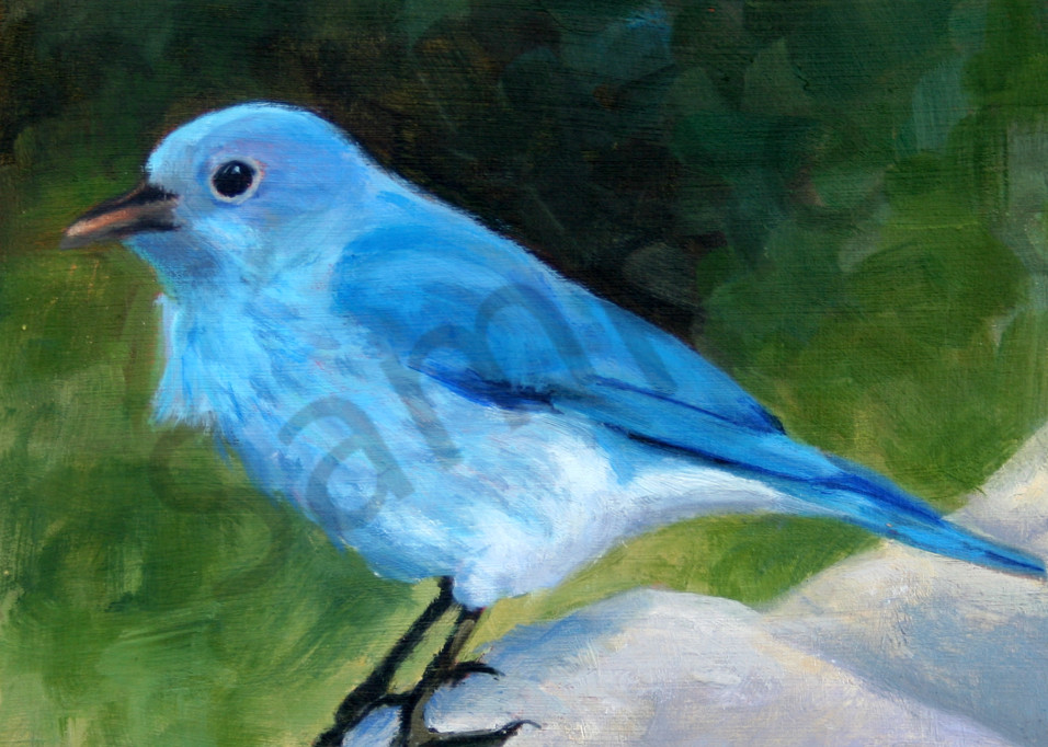 bluebird, standing, tweet