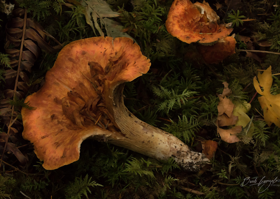 Mushrooms on Forest Floor Photo for sale by Barb Gonzalez Photography