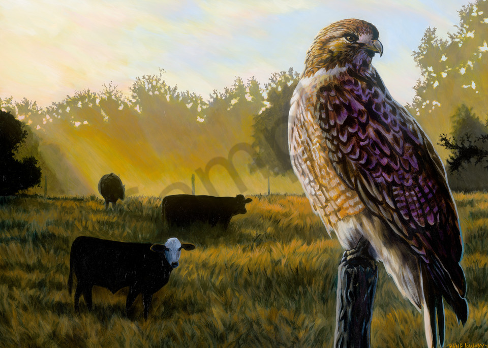 Painting of a hawk on a fence post with a pasture in the background, for sale as art prints.