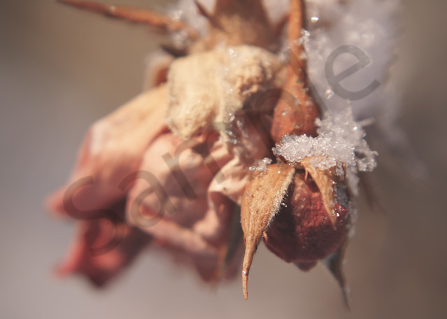 Winter Rose Bud Photography Art | Sage & Balm Photography