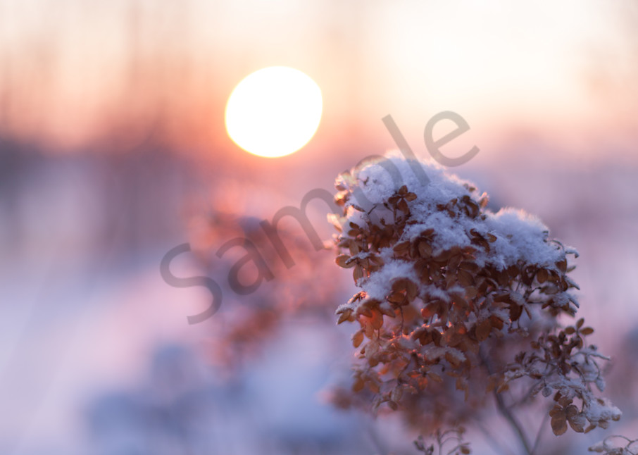 Hydrangeas At Sunrise Photography Art | Sage & Balm Photography
