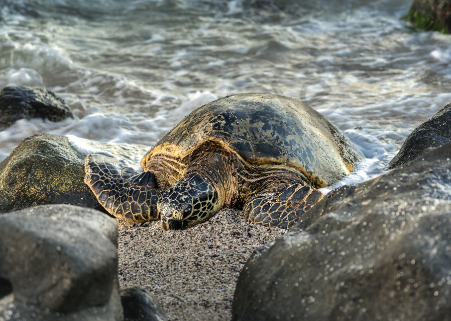 Hawaii Photography | Honu Sandy Bed by Peter Tang