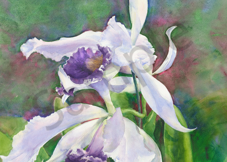 Lovely Laelia Art for Sale