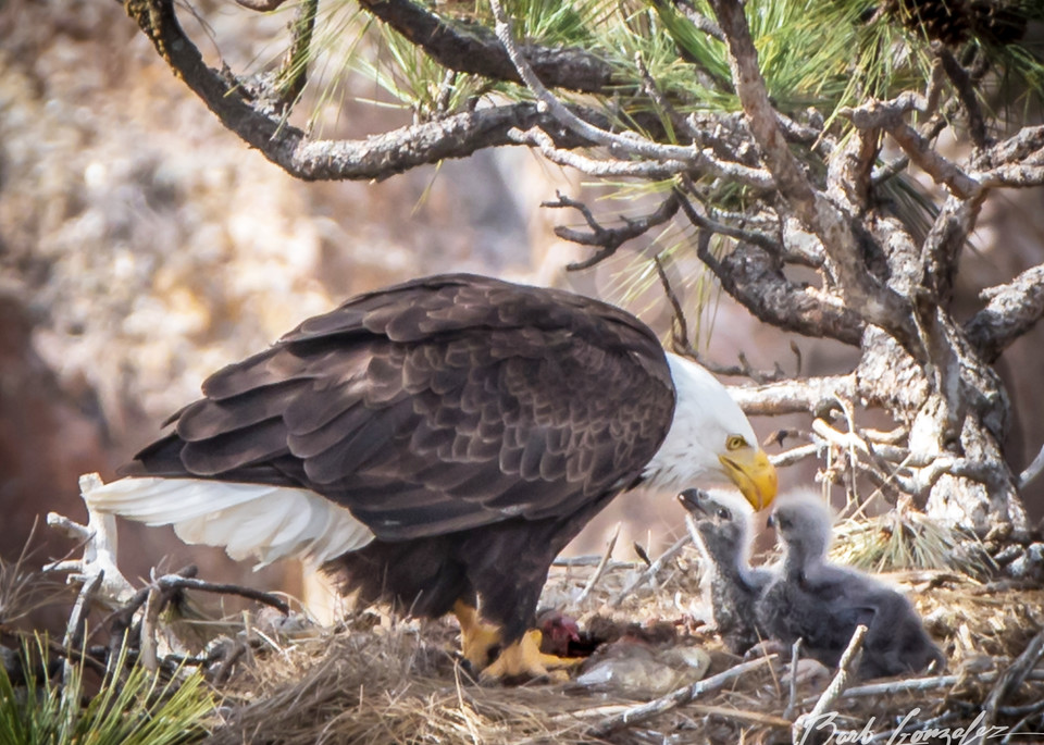 Mother eagle shares love with Eaglets | Barb Gonzalez Photography