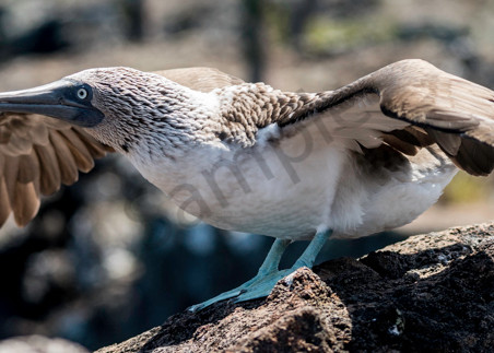 Panorama of Blue-Footed Booby about to fly