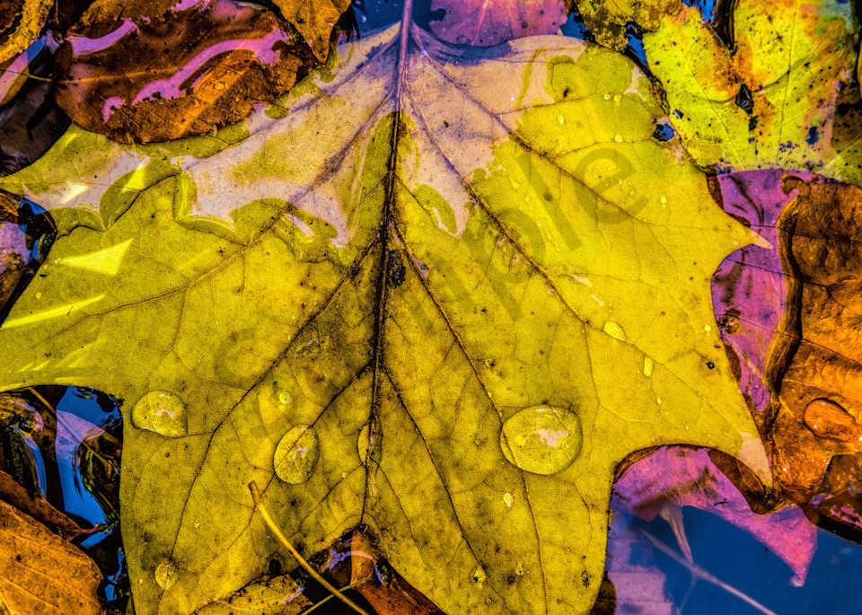 Raindrops on Leaves|Fine Art Photography by Todd Breitling|Todd Breitling Art