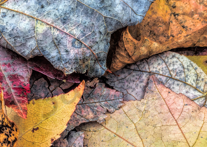 Leaf Pile Up|Fine Art Photography by Todd Breitling|Trees and Leaves|Todd Breitling Art
