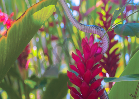 Snake In The Flowers|Fine Art Photography by Todd Breitling|Flowers|Todd Breitling Art