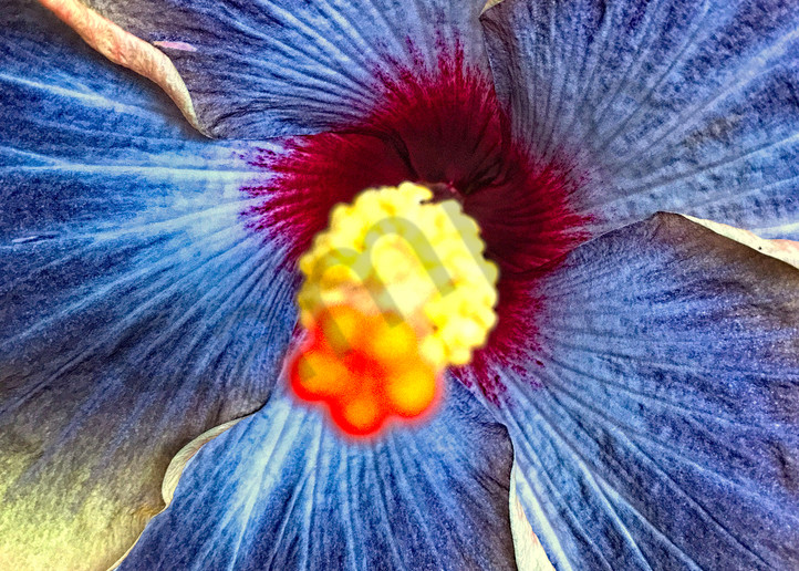 Hibiscus Flower|Fine Art Photography by Todd Breitling|Flowers|Todd Breitling Art