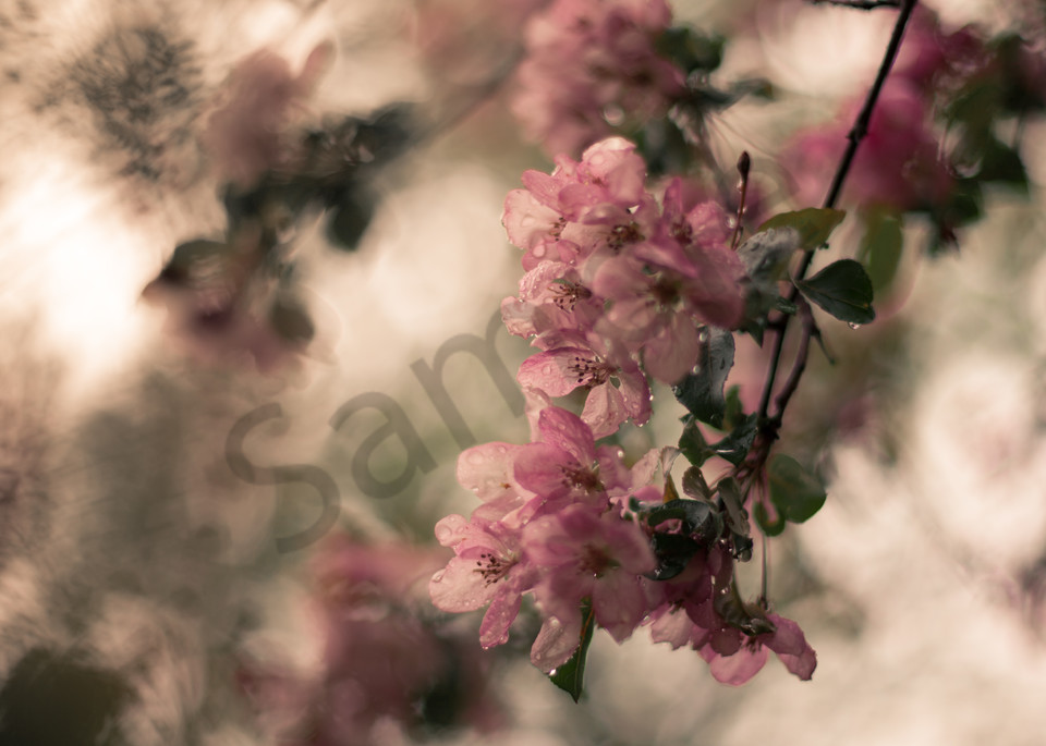 Rain Blossoms Photography Art | Sage & Balm Photography