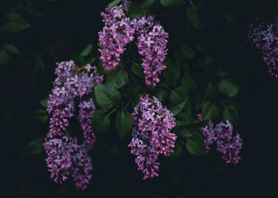 Moody Lilacs Photography Art | Sage & Balm Photography